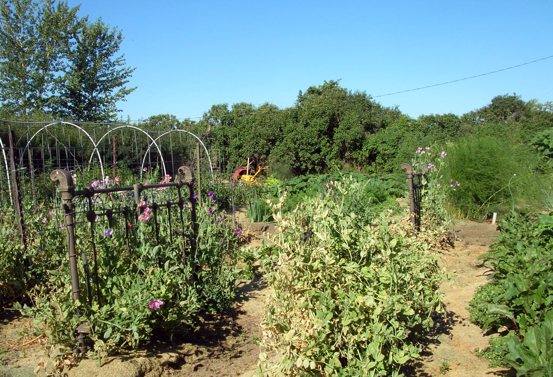 Montana Food Gardening Tips Distinctly Montana Magazine