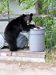 bears and garbage