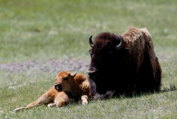 bison as national mammal