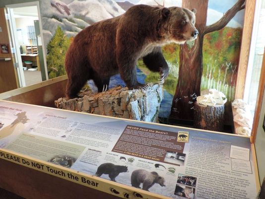 830 pound grizzly bear