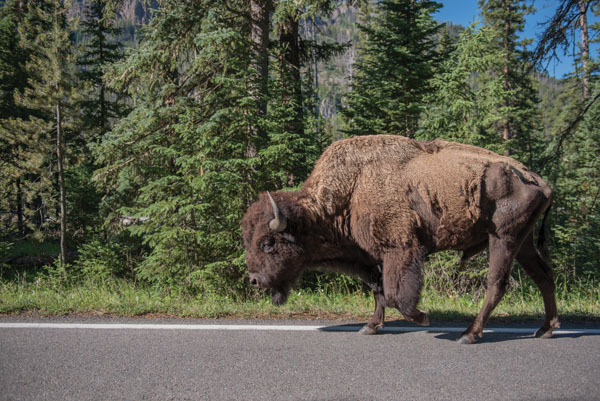 bison yellowstone