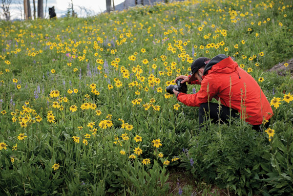 Beartooth Highway | Montana Wildflowers