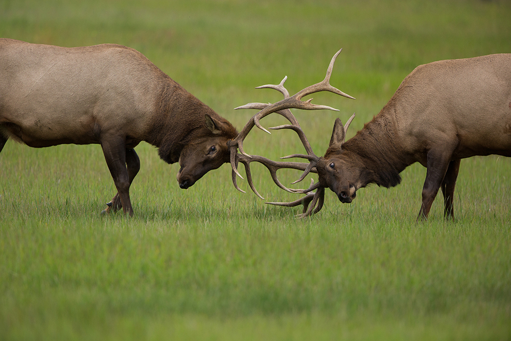 elk