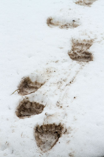 Grizzly tracks in April