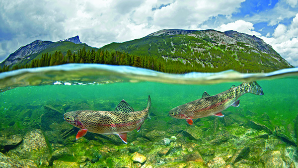 Rainbow trout by Pat Clayton