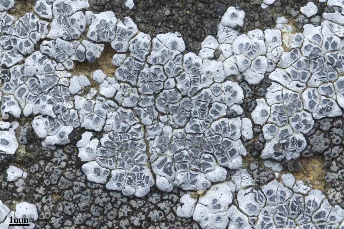 Acarospora Strigata Hole