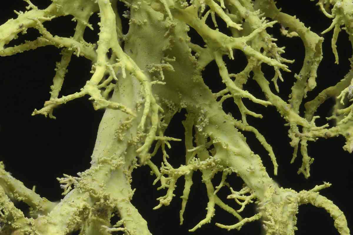 Letharia Vulpina Jocko