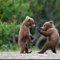 yellowstone grizzly bear cubs