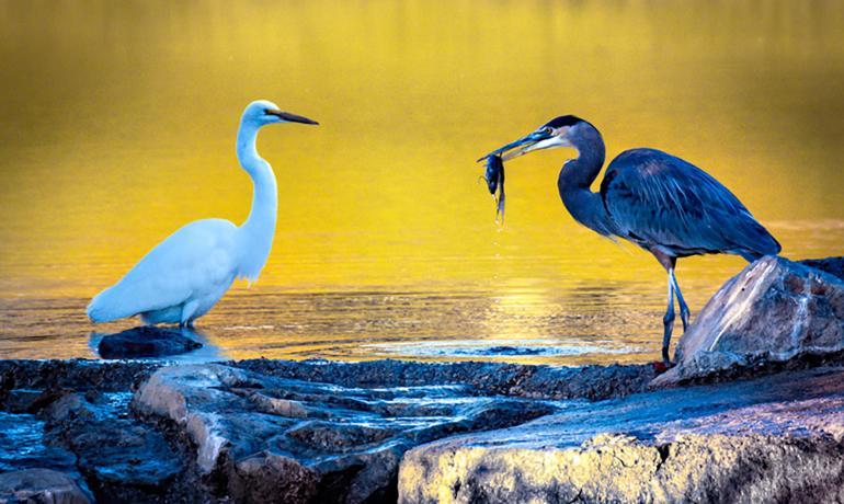 Great White Egret and a Blue Heron