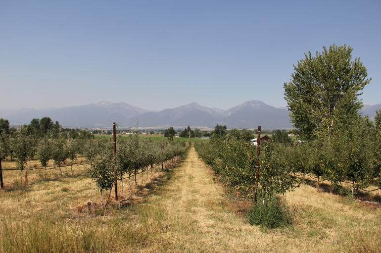 Craft Cider Apple Hard Cider Montana Missoula Orchard