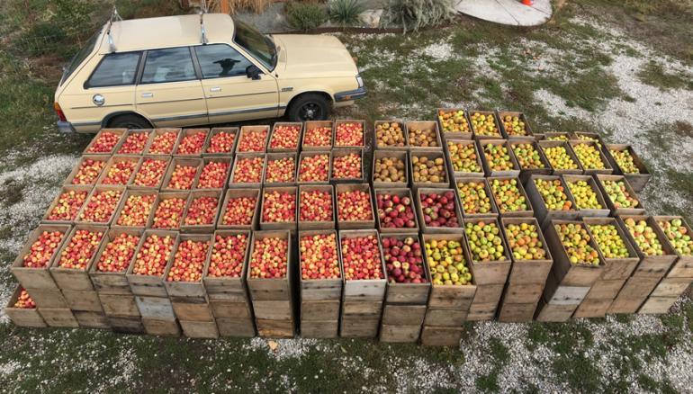 Hard Cider Apple Cider Orchard Western Cider Missoula Montana