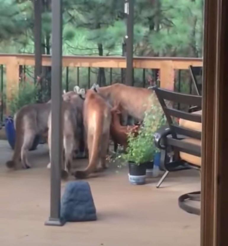 Mountain Lions drinking on porch