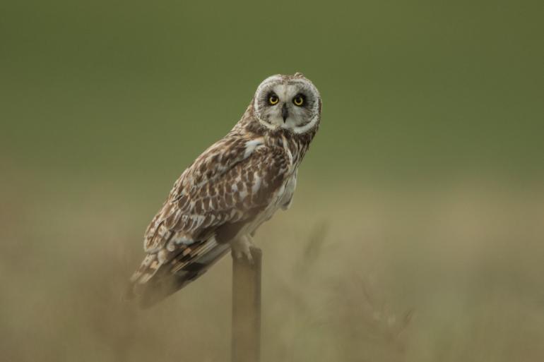 Shorteared Owl