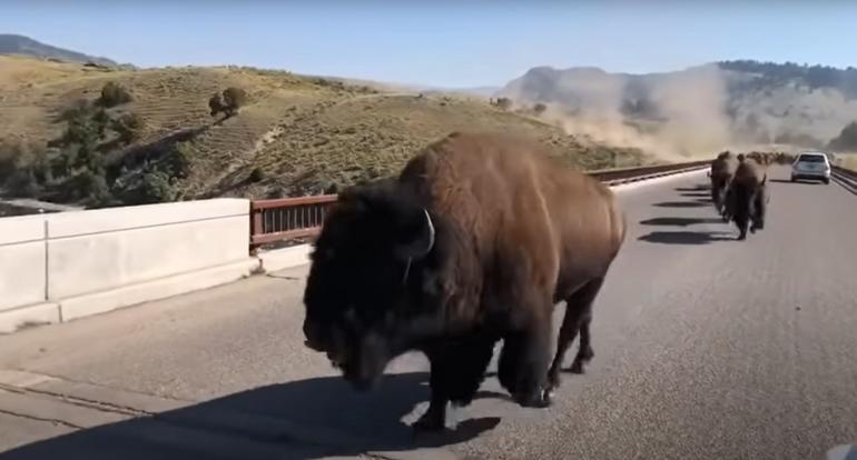 Bison on bridge