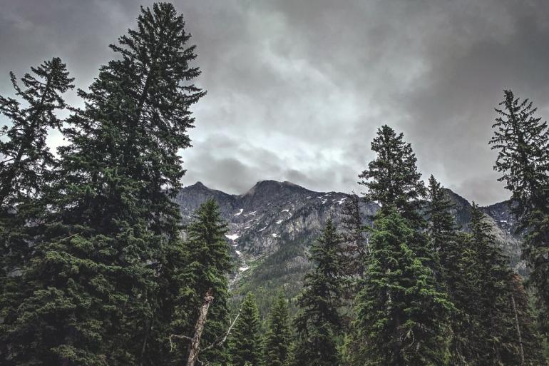 Montana gloomy trees