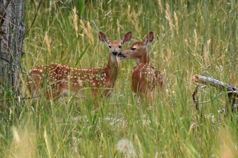 Twin deer