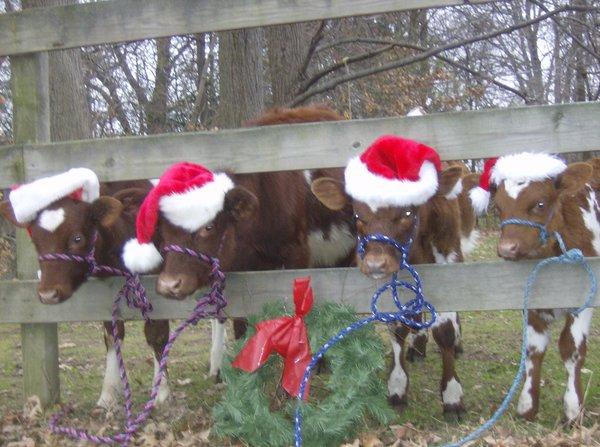 Christmas cows