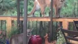 Mountain Lion on Porch
