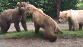 Three-way bear action
