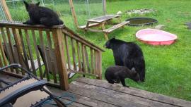 Backyard bears have picnic