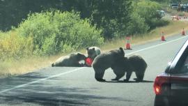 Griz 399's cubs on road