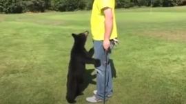 Bear cub sizing up golfer