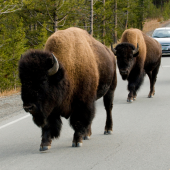 Bison on Road in Yellowstone National Park