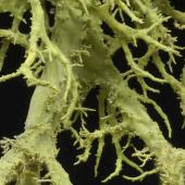 lichen