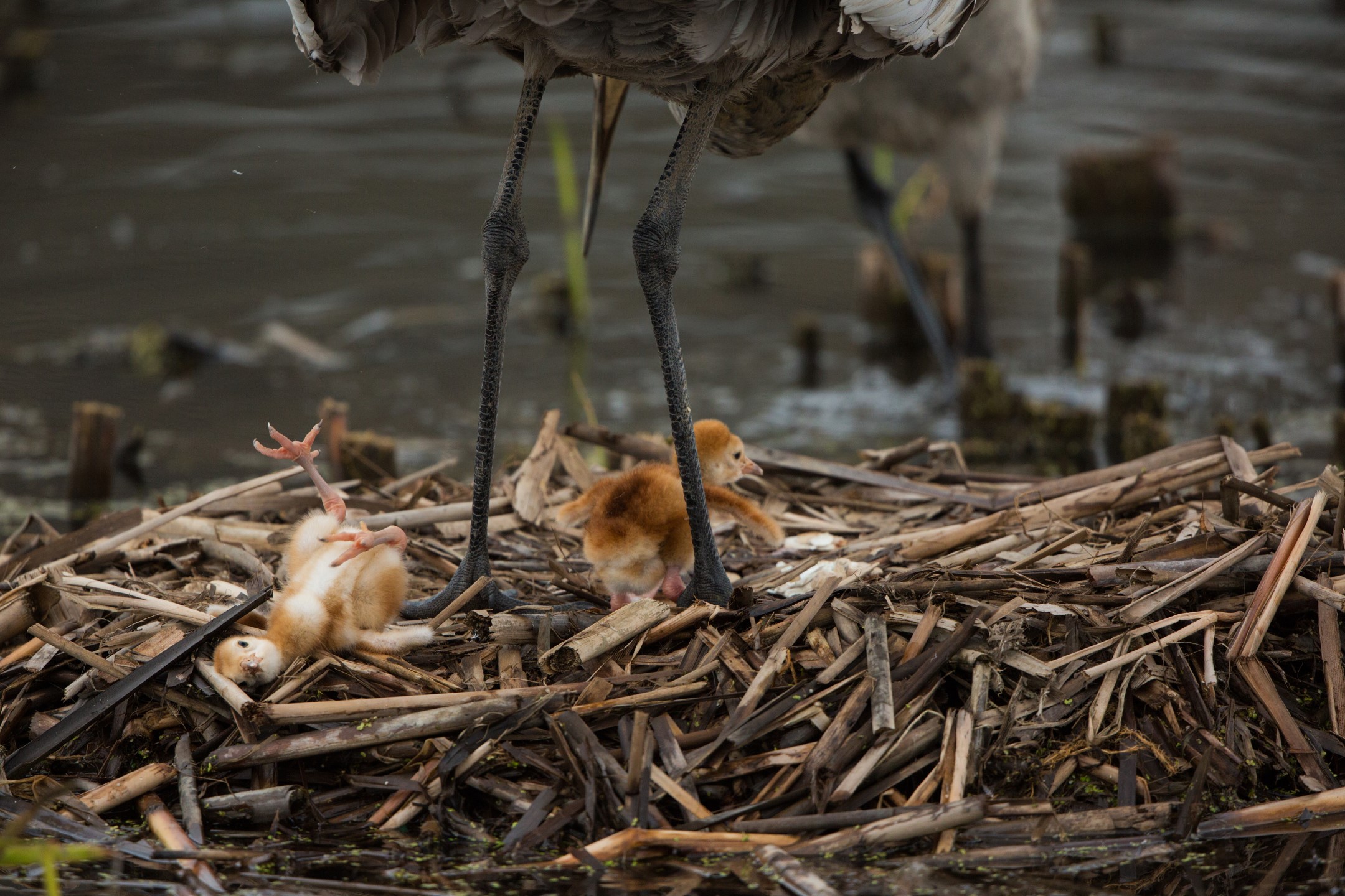 NEW BORN Montana’s Sandhill Crane Babies