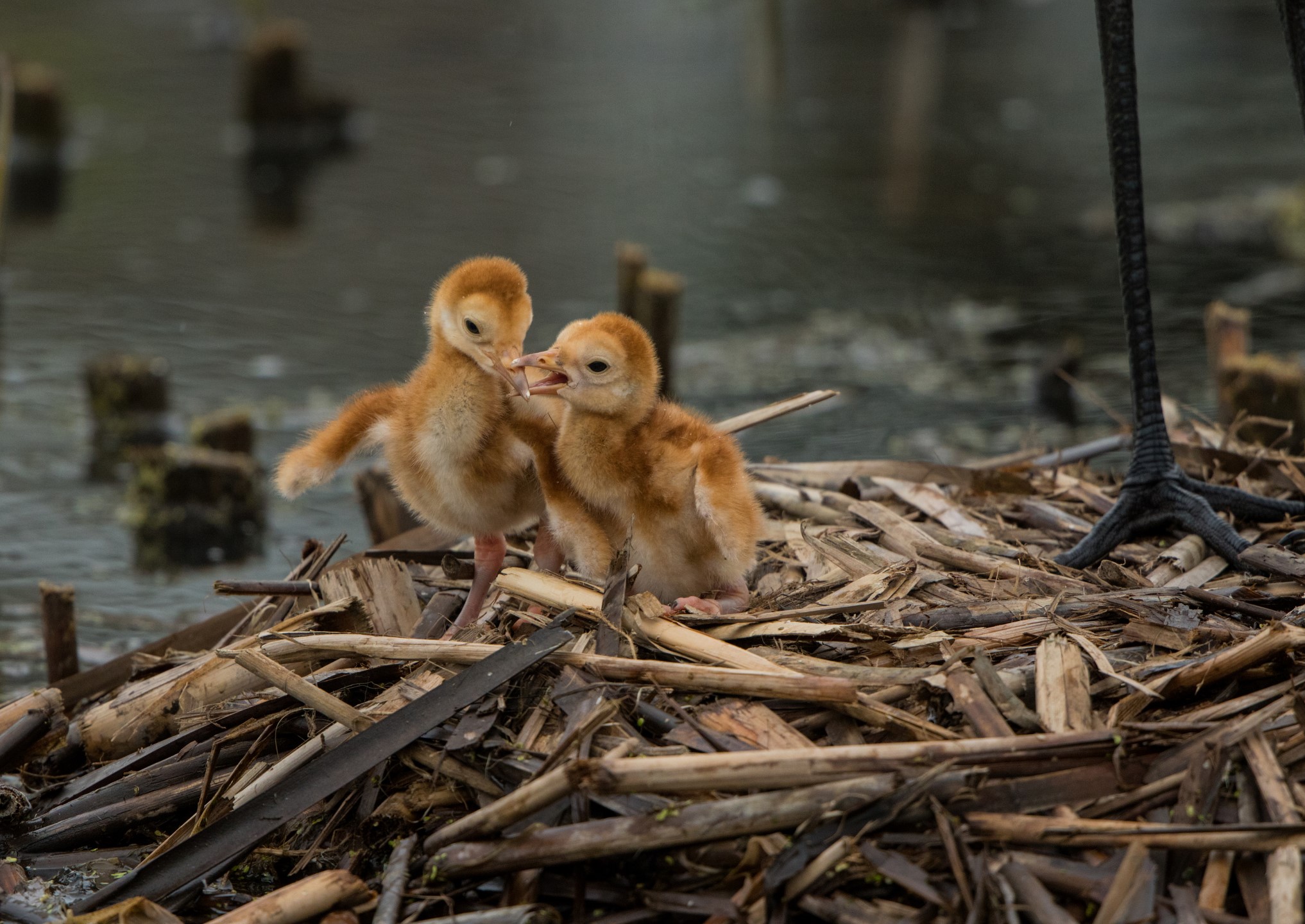 NEW BORN Montana’s Sandhill Crane Babies