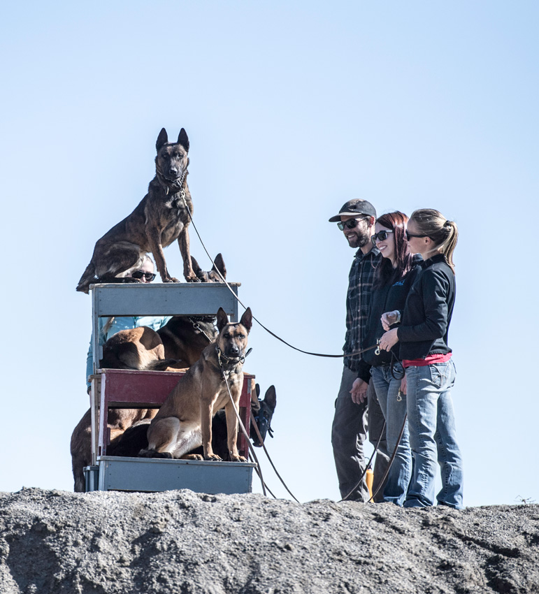 The Invaluable Search and Rescue (SAR) Dogs of Montana