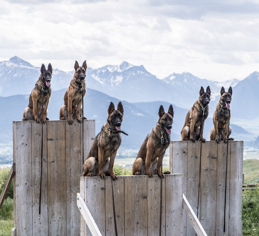 The Invaluable Search and Rescue (SAR) Dogs of Montana