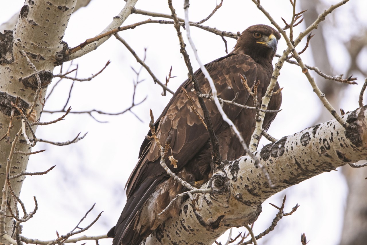 Montana’s Apex Predators: BALD & GOLDEN EAGLES