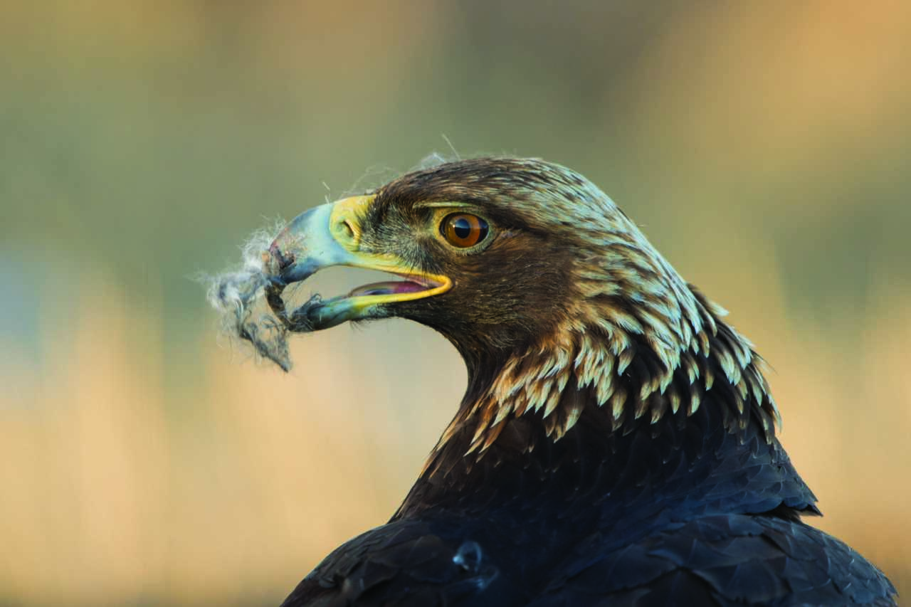 Montana’s Apex Predators: BALD & GOLDEN EAGLES