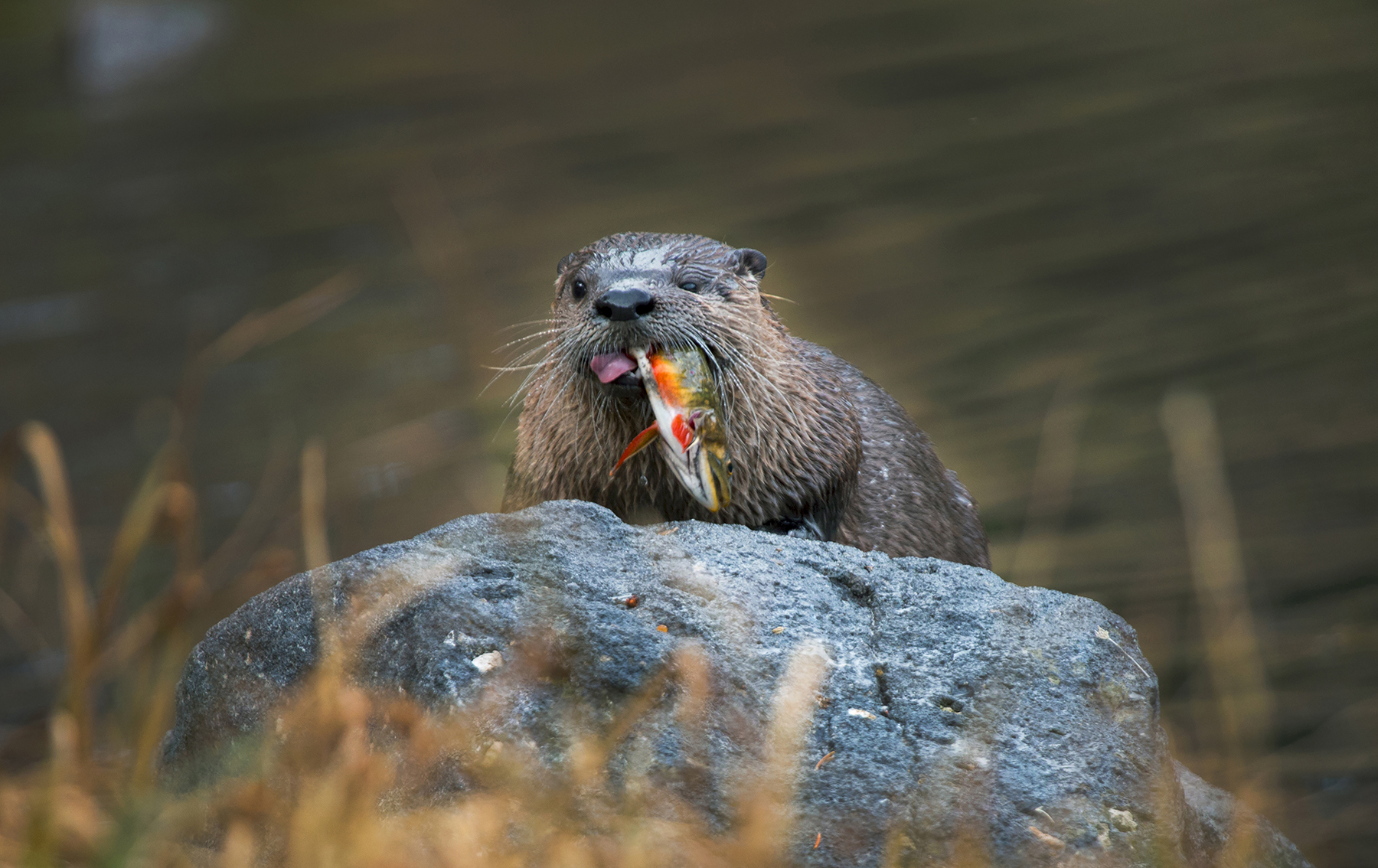 Oh, Honey Beavers!