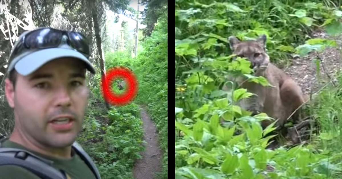 VIDEO Scary Hiker vs. Mountain Lion Encounter at Glacier National Park