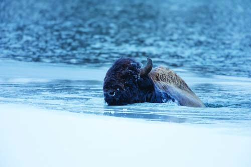 A Bison’s Close Call