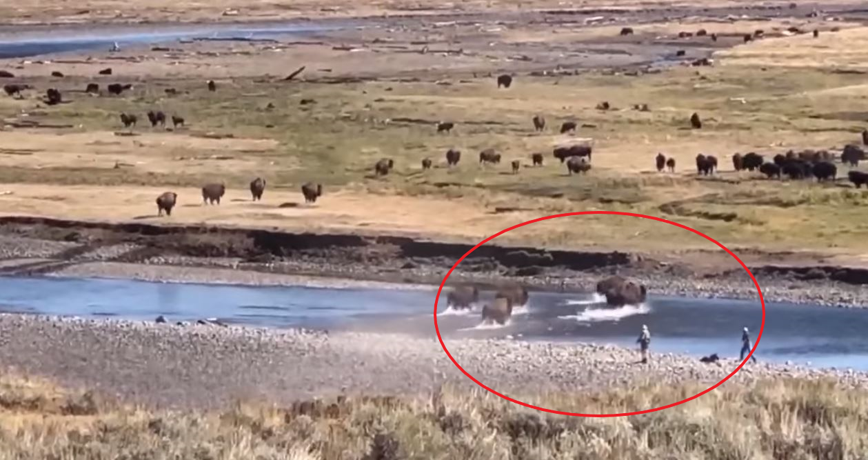 VIDEO: Foolish Tourists Get WAY Too Close to Bison