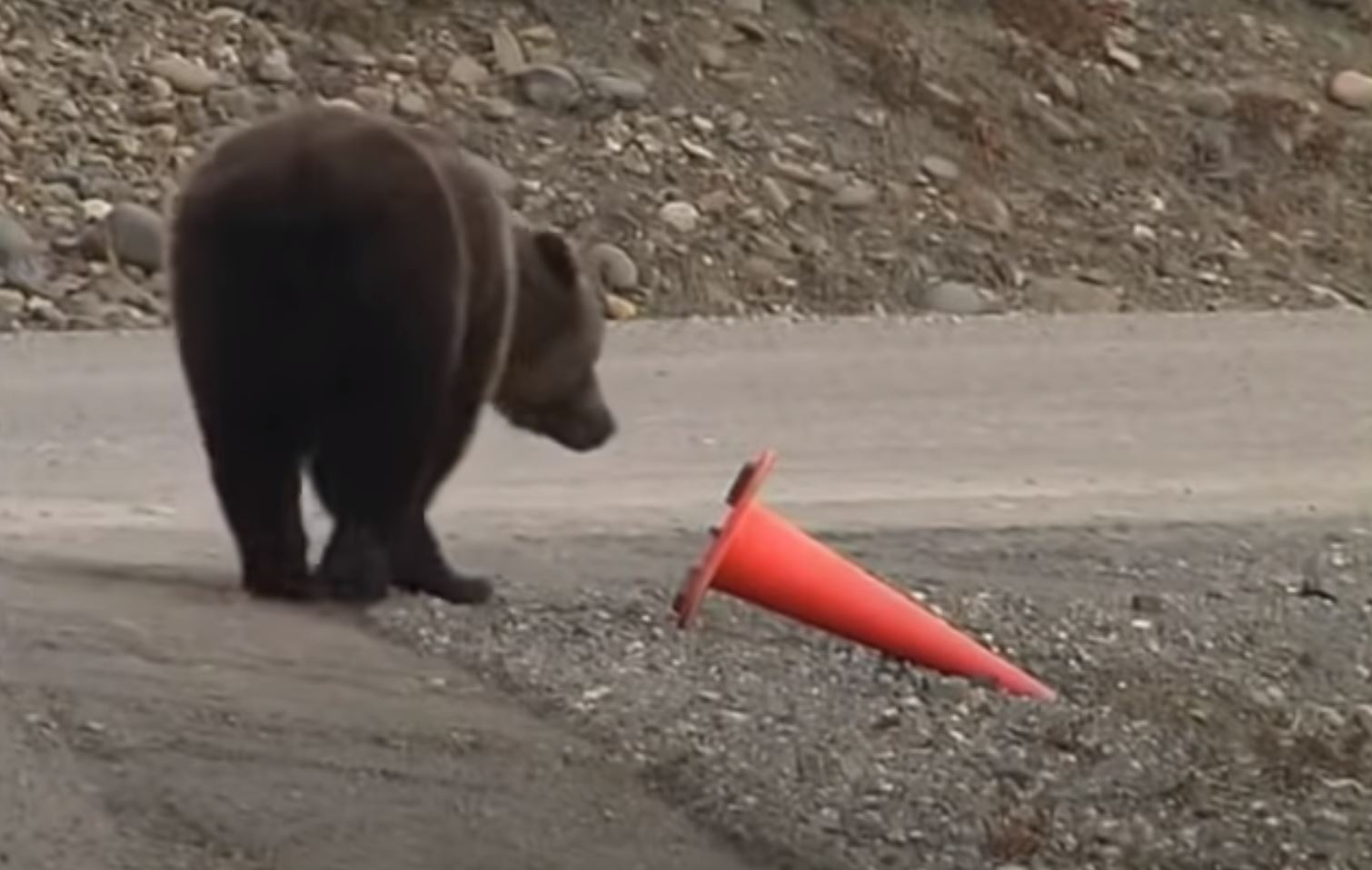 VIDEO This Traffic Cone Fixing Bear Can Teach Us All A Lesson
