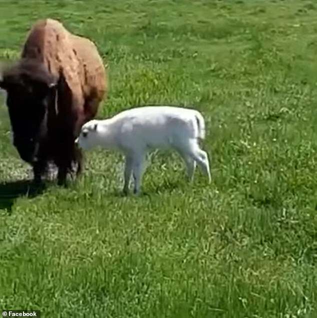 Sacred White Bison Born in Missoula, Montana
