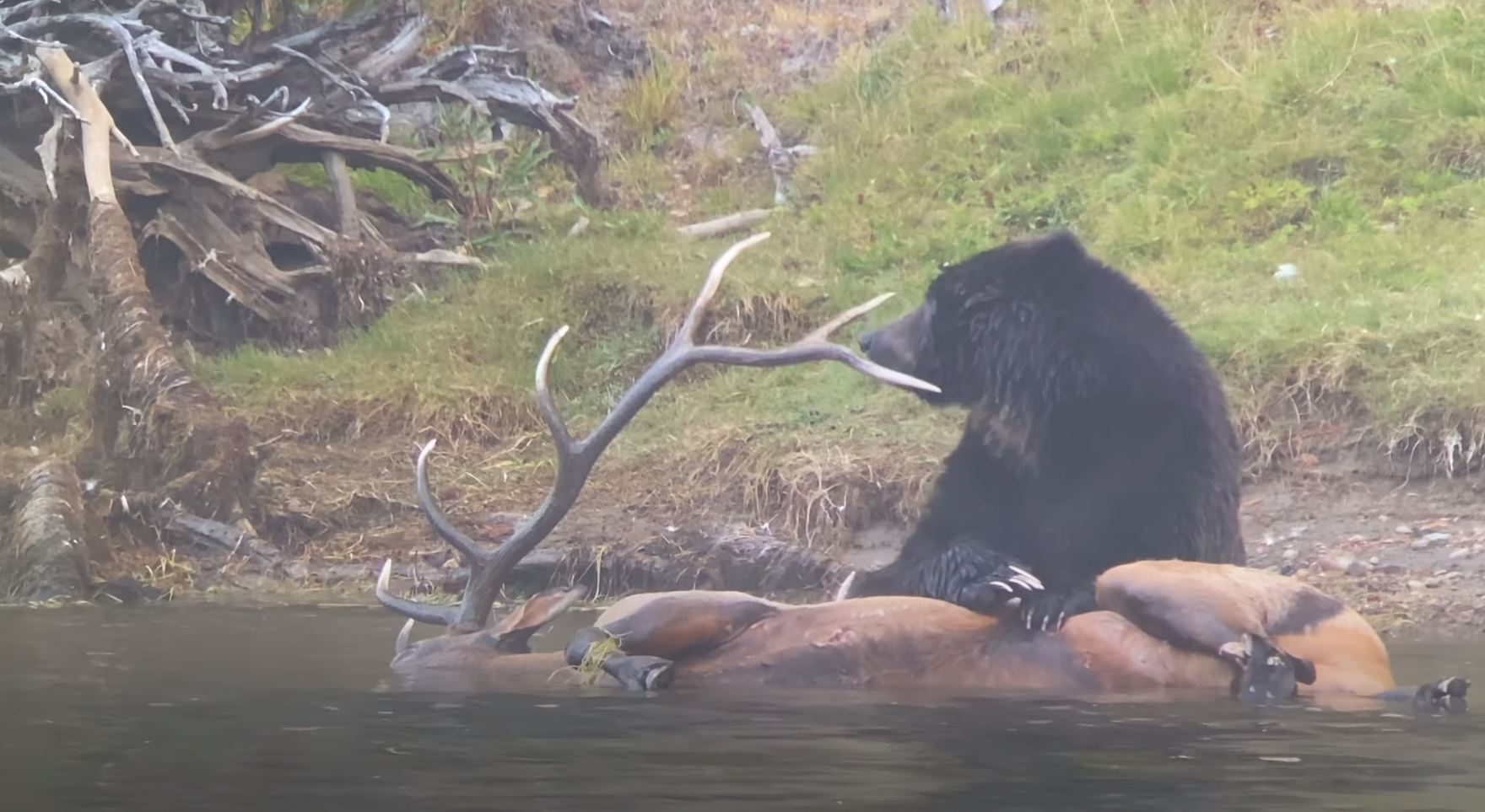VIDEO Yellowstone Grizzly Eats Fresh Elk Carcass On Shore