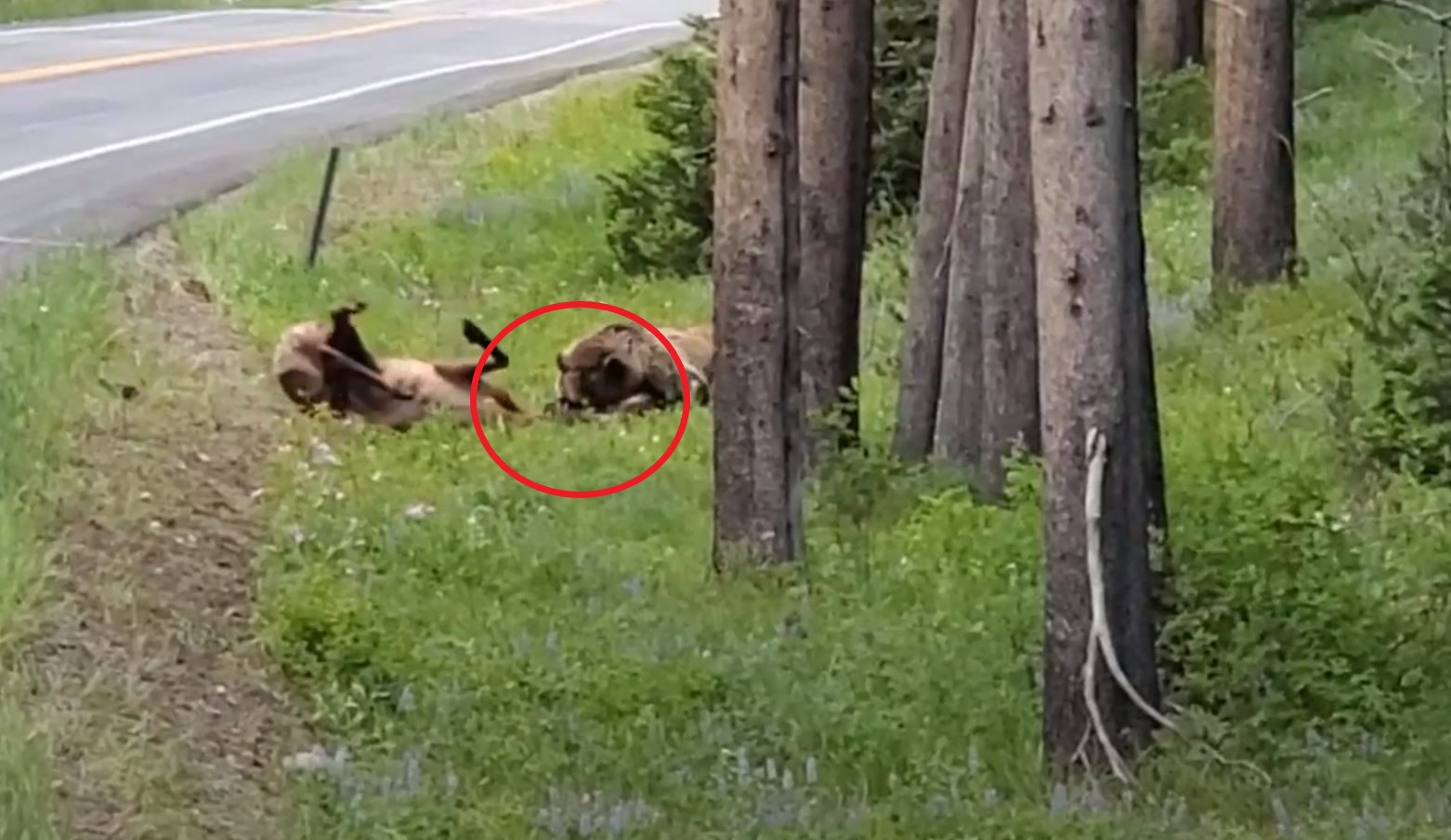 VIDEO: Grizzly Bear Kills Bull Elk on Side of Wyoming Road