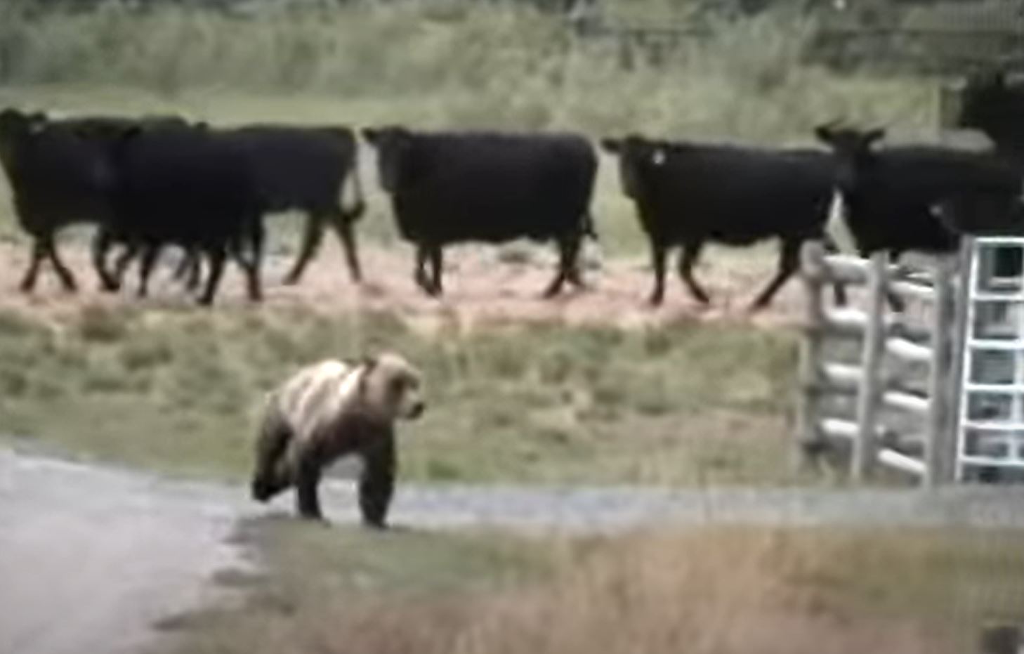 VIDEO This Bear Turns Tail and Runs From Herd of Cattle