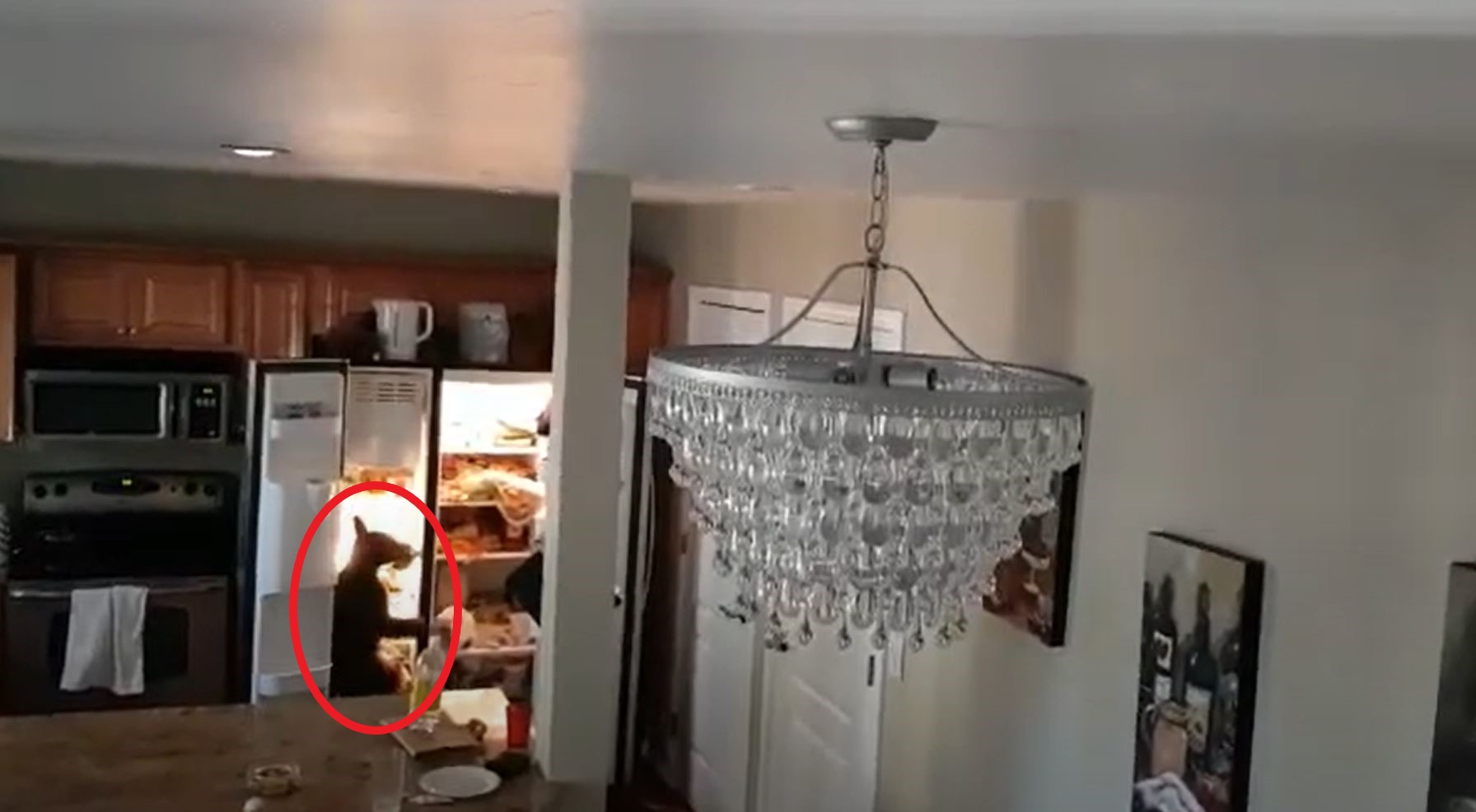 VIDEO: Bear Cubs Break In and Dig Around in Fridge