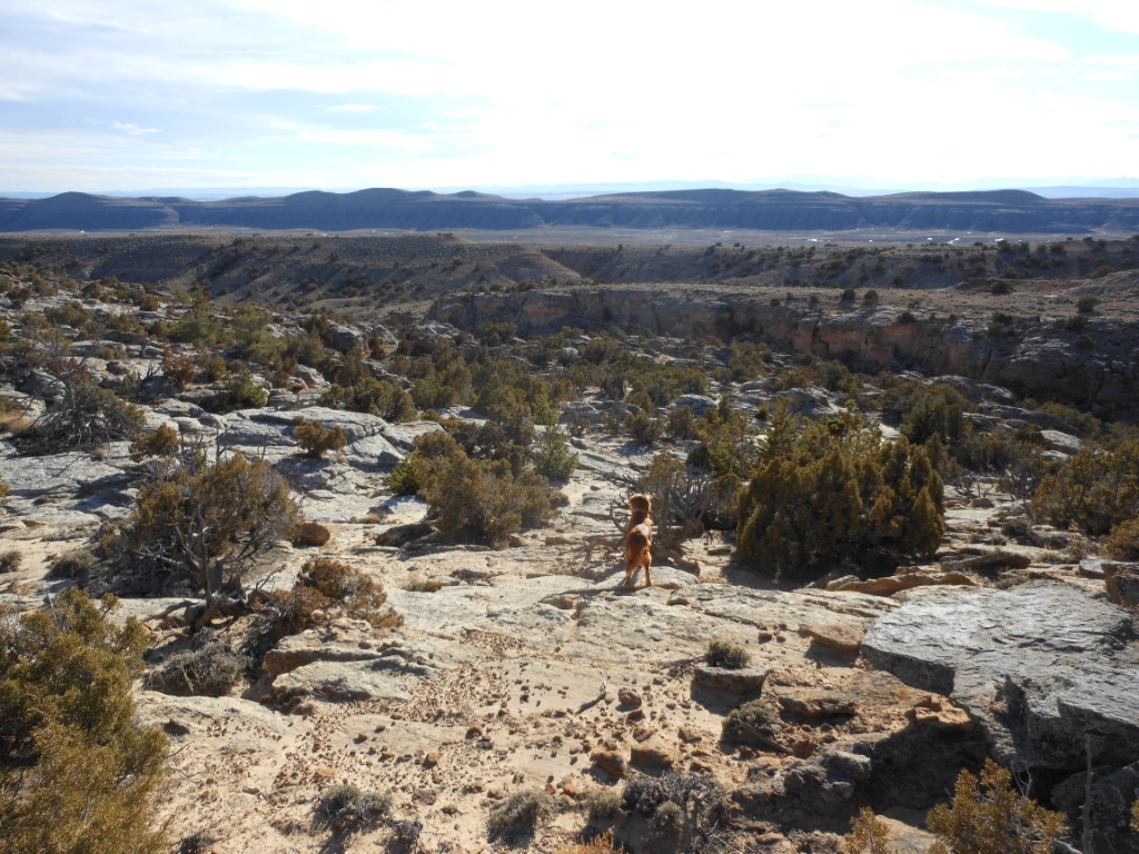The Legends, the Lore, and the Wild Horses of the Pryor Mountains