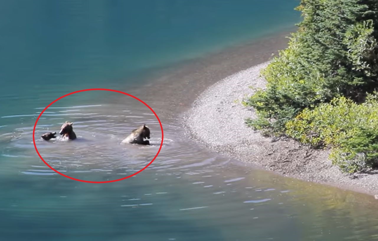 VIDEO Watch Grizzly Family Swim and Play at Grinnell Lake, Glacier