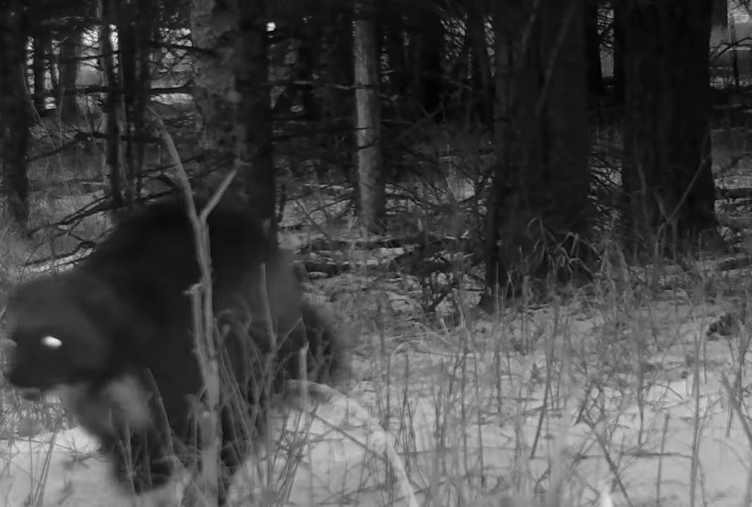 VIDEO Wolverine Spotted on Yellowstone Trail Camera!