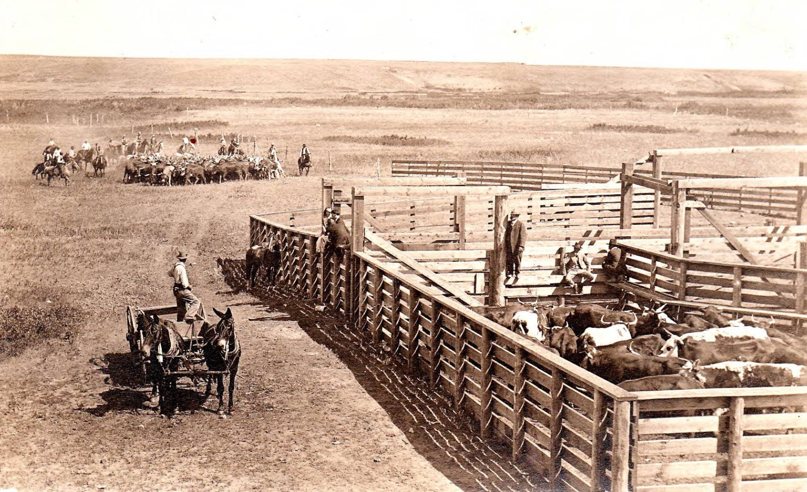 Cattle Roundup at Roy, Montana, Early 20th Century