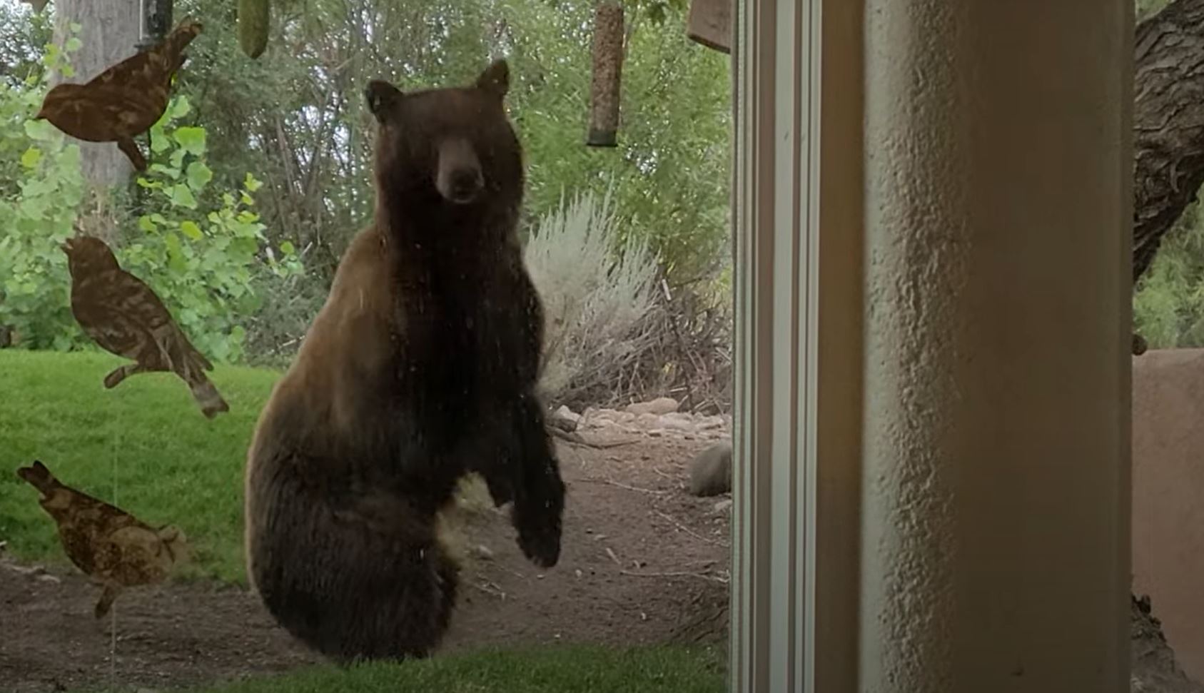 VIDEO: Big black bear makes off with entire bird feeder!, image size:1687x971