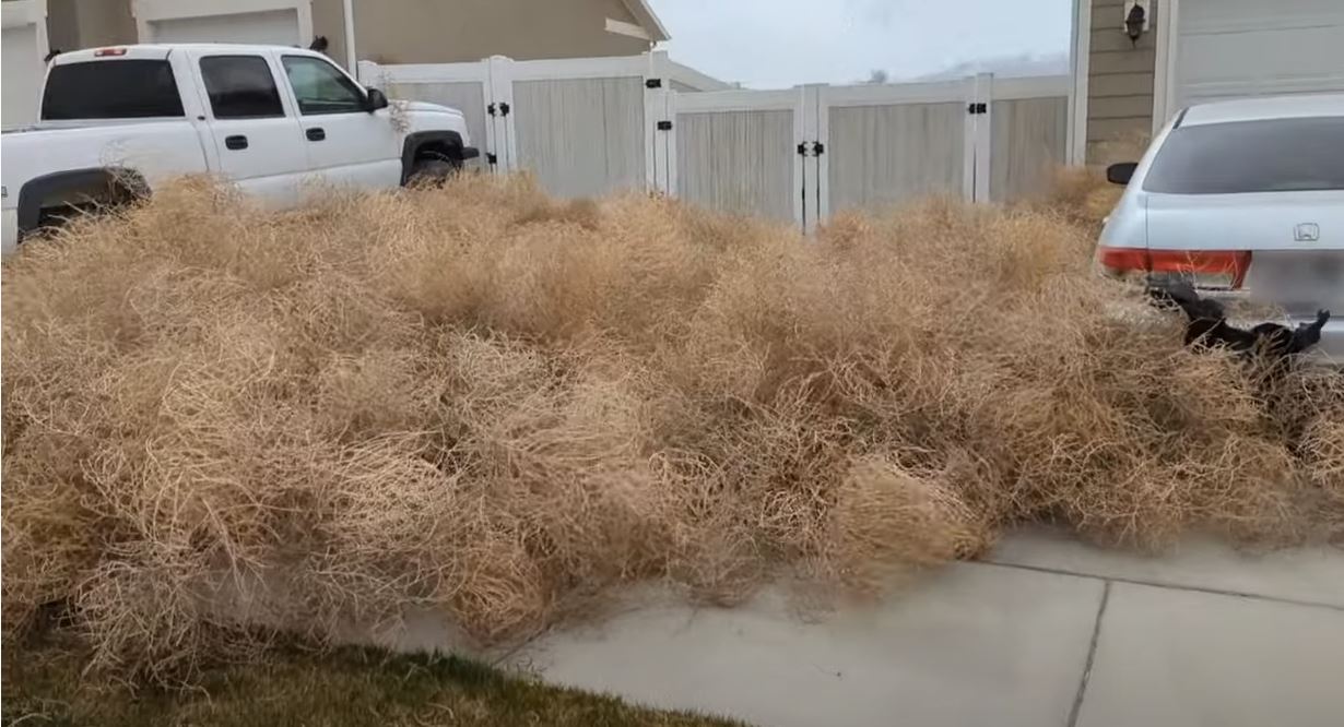 Attack of the Tumbleweeds!